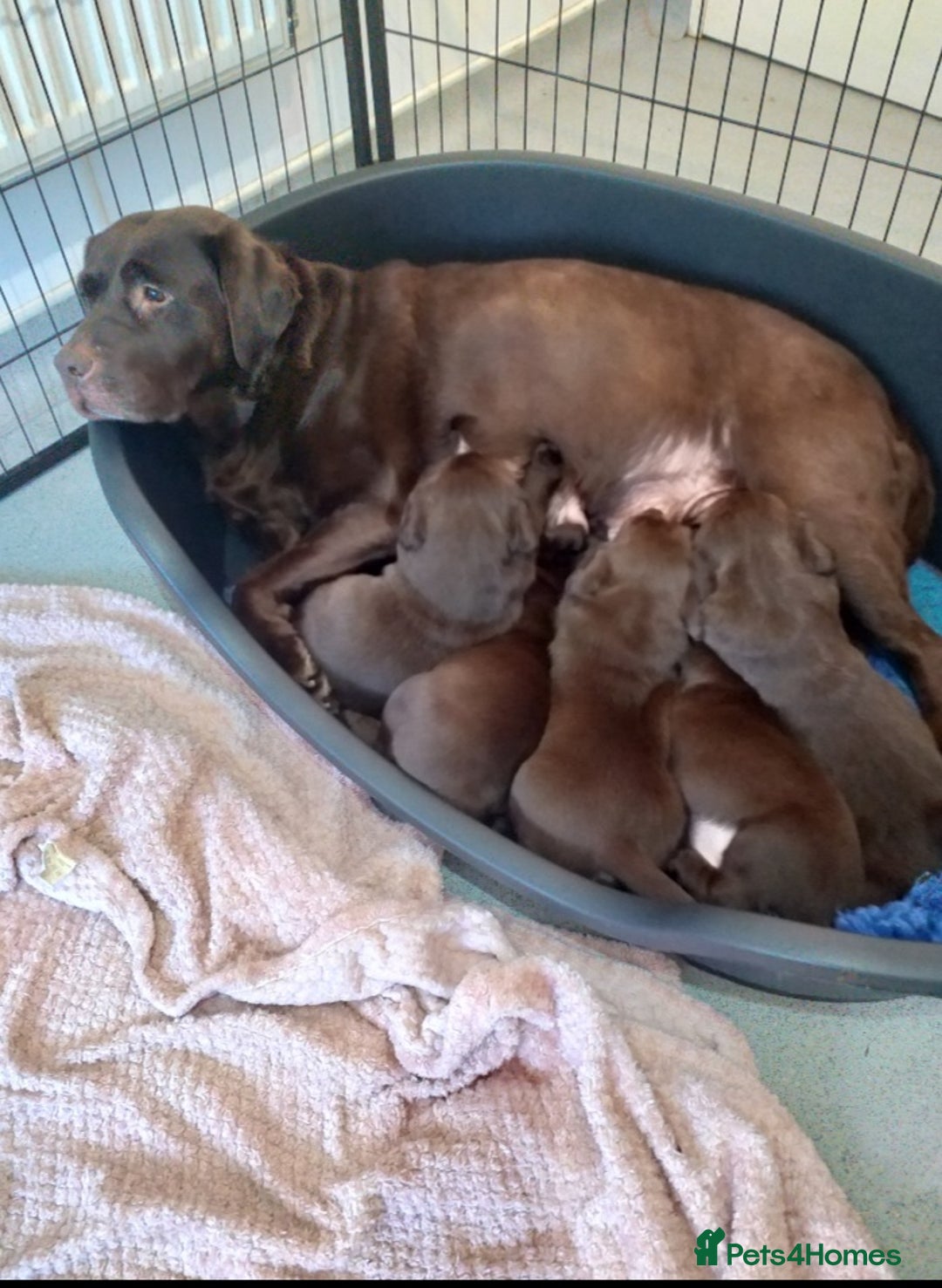 Labrador Retriever dogs for sale: KC Chocolate labrador (Ready To Go Now)🦮 - Image 8