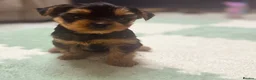 Yorkshire Terrier dogs for sale: 🐾  Beautiful Yorkshire Terrier Puppies  🐾 - Advert 19