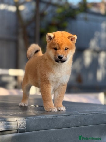 Japanese Shiba Inu dogs KC registered red Shiba Inu puppies clear DNA - Advert 1