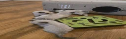 Ragdoll cats for sale: Sky kittens 😸 ♥️  - Advert 3