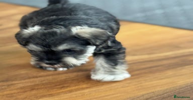 Miniature Schnauzer dogs - Advert 4