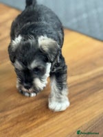 Miniature Schnauzer dogs - Advert 5