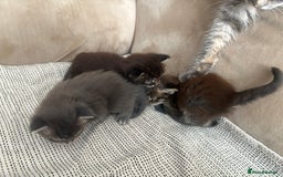 Maine Coon cats for sale: Chocolate main coons - Image 13