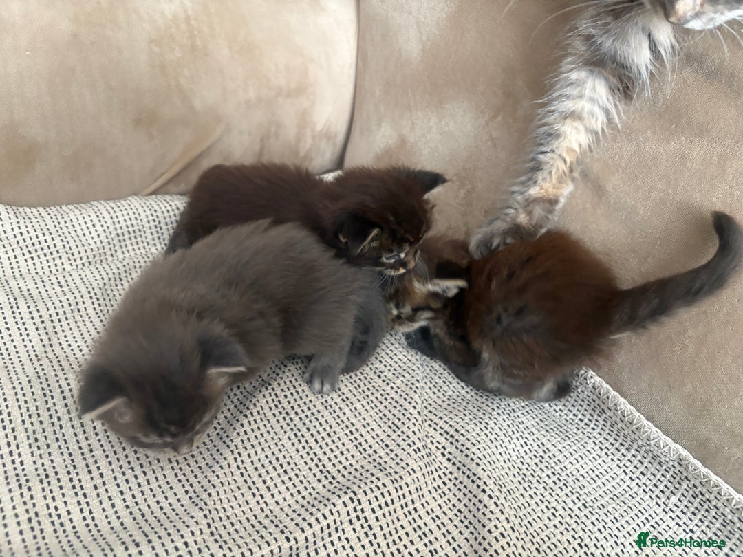 Maine Coon cats for sale: Chocolate main coons - Image 13