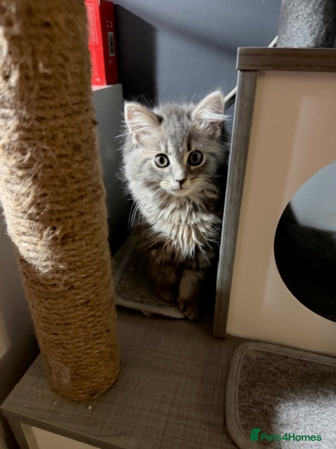 Persian cats for sale: Gorgeous Persian Cross Kittens - Image 15