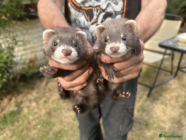 Ferret rodents - Advert 16