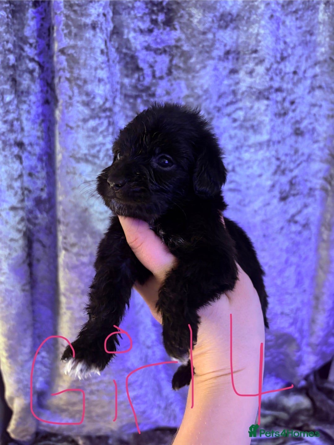Patterjack dogs for sale: Patterjack READY 12th JANUARY!!!! - Advert 4