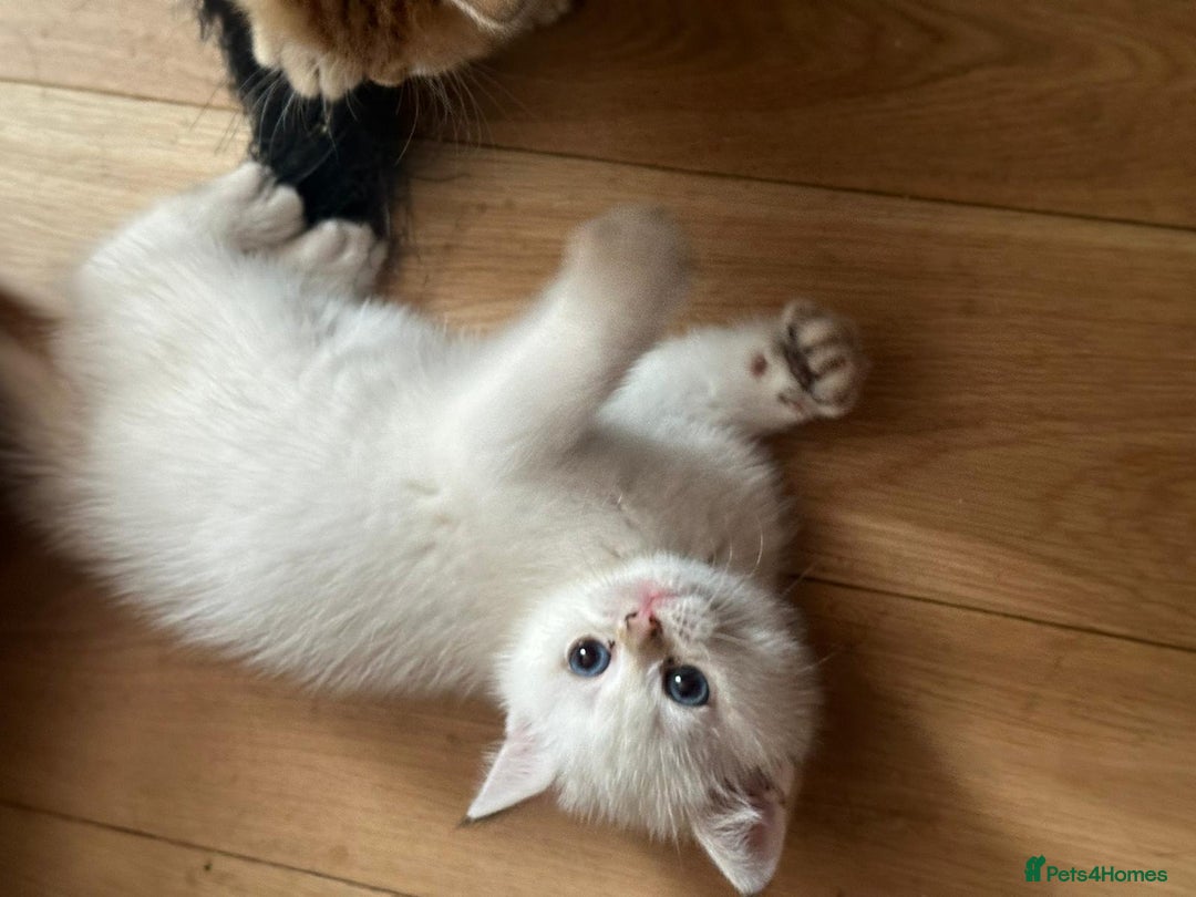 British Shorthair cats for sale: 1 TICA REG BSH GOLDEN COLOURPOINT POINT  - Image 19