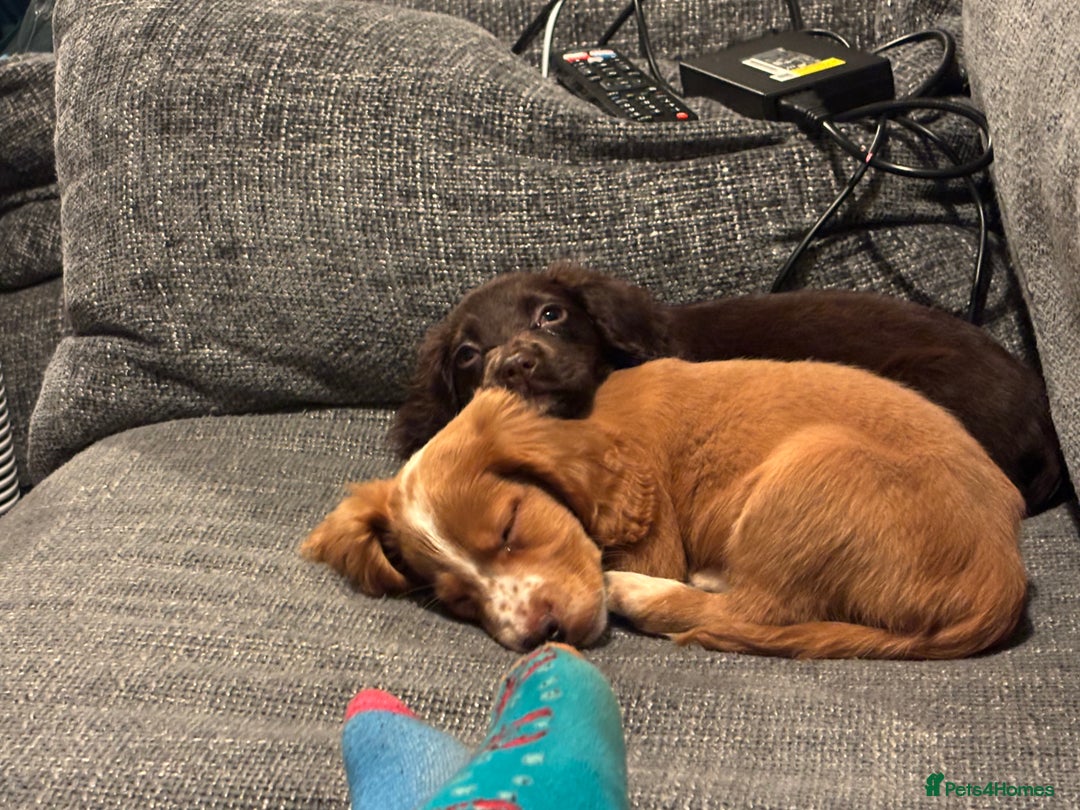 Cocker Spaniel dogs for sale: Two cocker spaniels - Advert 1