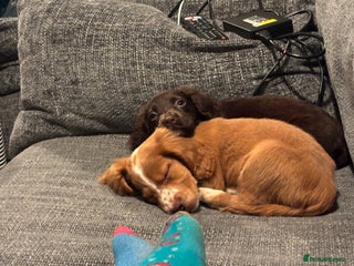 Cocker Spaniel dogs Two cocker spaniels - Advert 2