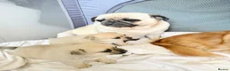 Mixed Breed dogs for sale: Pug x Pomeranian Puppies 🐕 - Advert 5