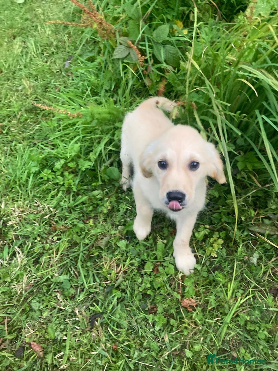 Golden Retriever dogs for sale: Golden Retriever puppies  - Image 6