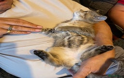 British Shorthair cats for sale: Golden brown tabby and silver  - Image 12