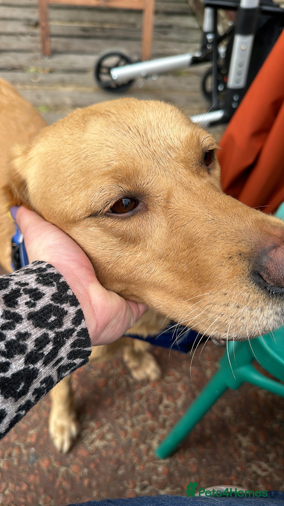 Labrador Retriever dogs for sale: Pedigree female Red Fox Labrador Retriever for  - Advert 6