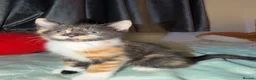 Domestic Shorthair cats for sale: Oreo💙 & Pookie💕 - Advert 9