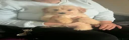 Mixed Breed dogs for sale: Adorable puppy for sale. - Advert 2