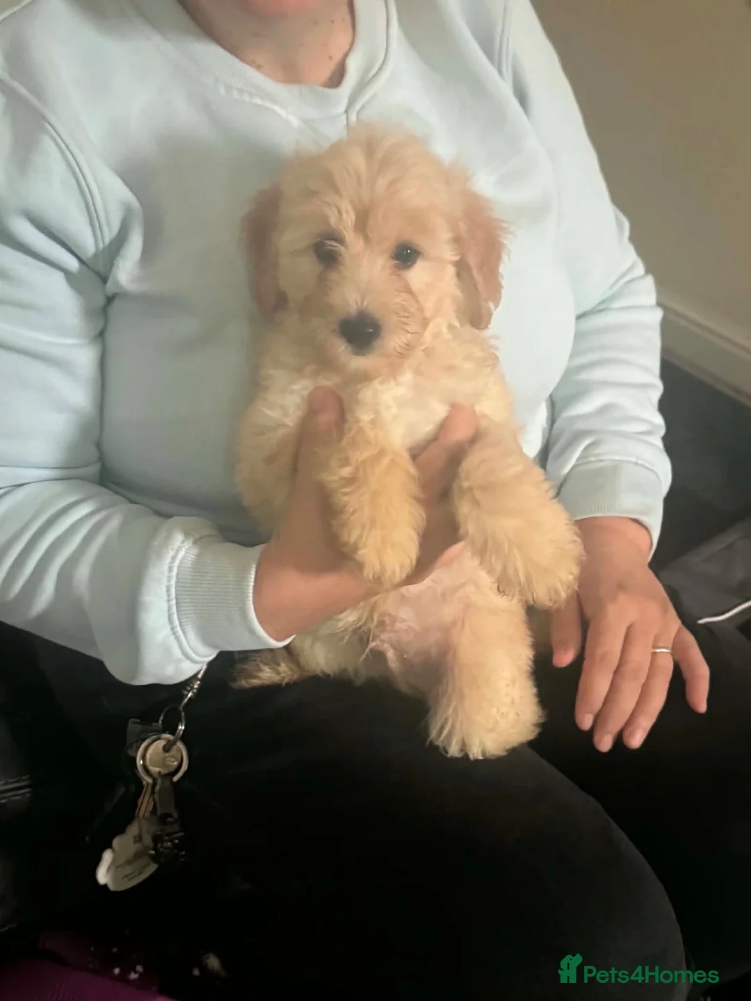 Mixed Breed dogs for sale: Adorable puppy for sale. - Advert 2