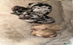 Cockapoo dogs for sale: Cockapoo puppies ready for there home 30/09/25  - Image 2