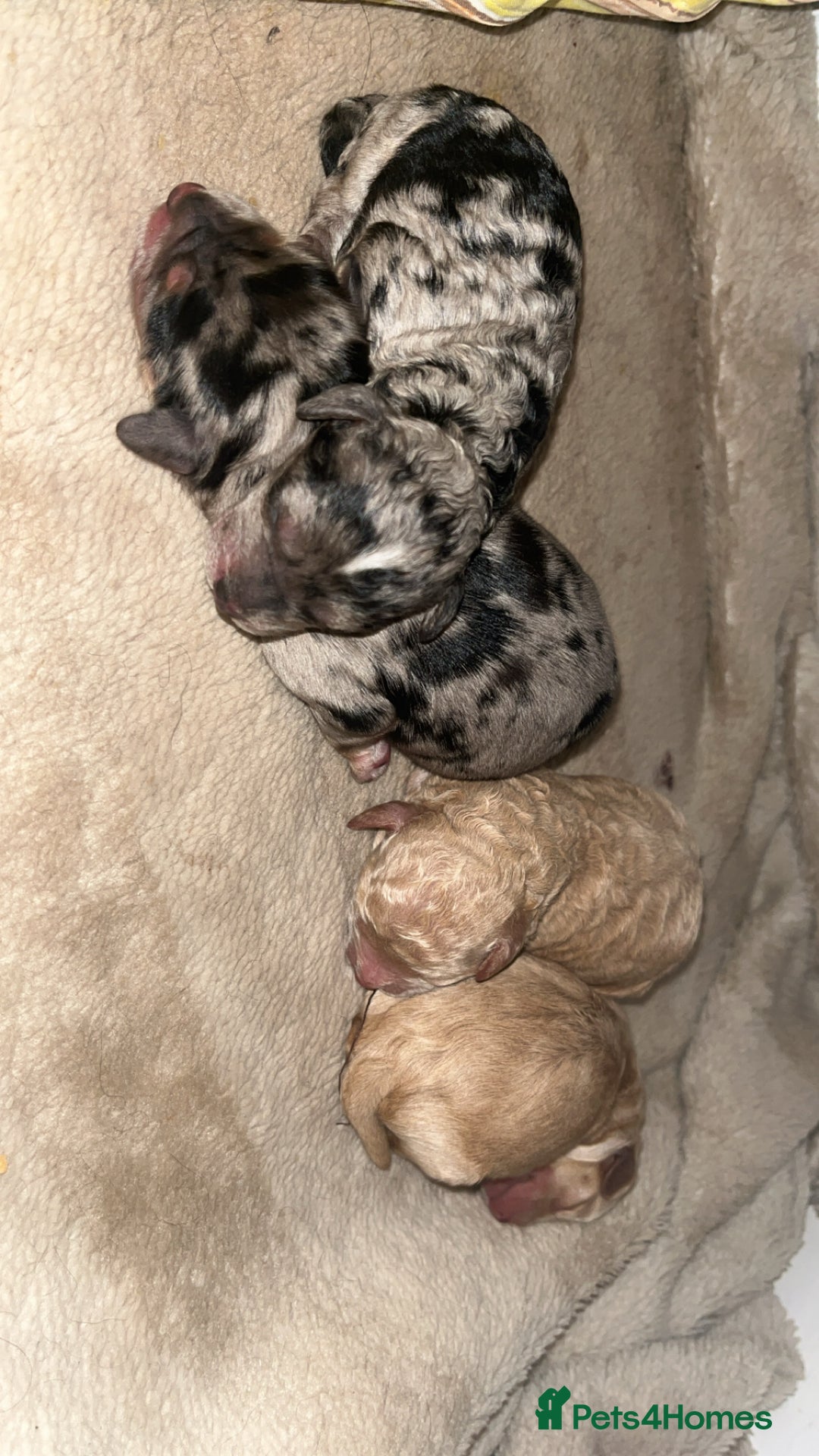 Cockapoo dogs for sale: Cockapoo puppies ready for there home 30/09/25  - Image 2