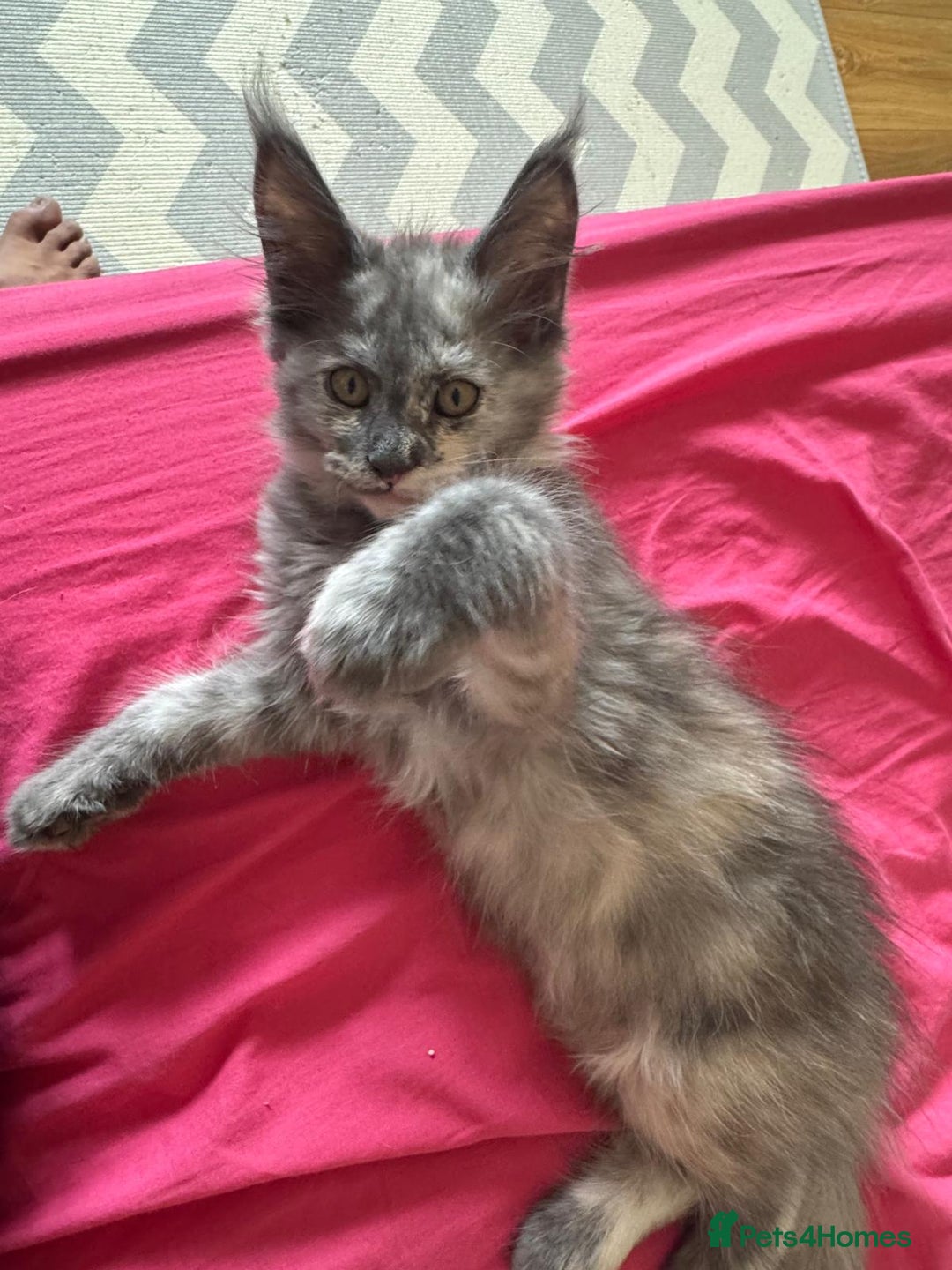 Maine Coon cats for sale: 25% OFF PURE MAINE COONS FROM CHAMPION BLOODLINE! - Image 25