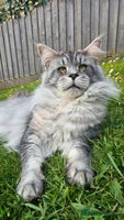 Maine Coon cats - Advert 2