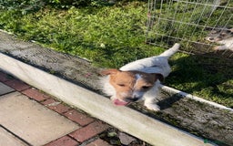 Jackapoo dogs for sale: Jackapoo puppies  - Advert 1