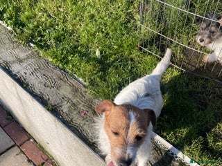 Jackapoo dogs Jackapoo puppies - Advert 2