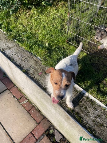 Jackapoo dogs Jackapoo puppies - Advert 1