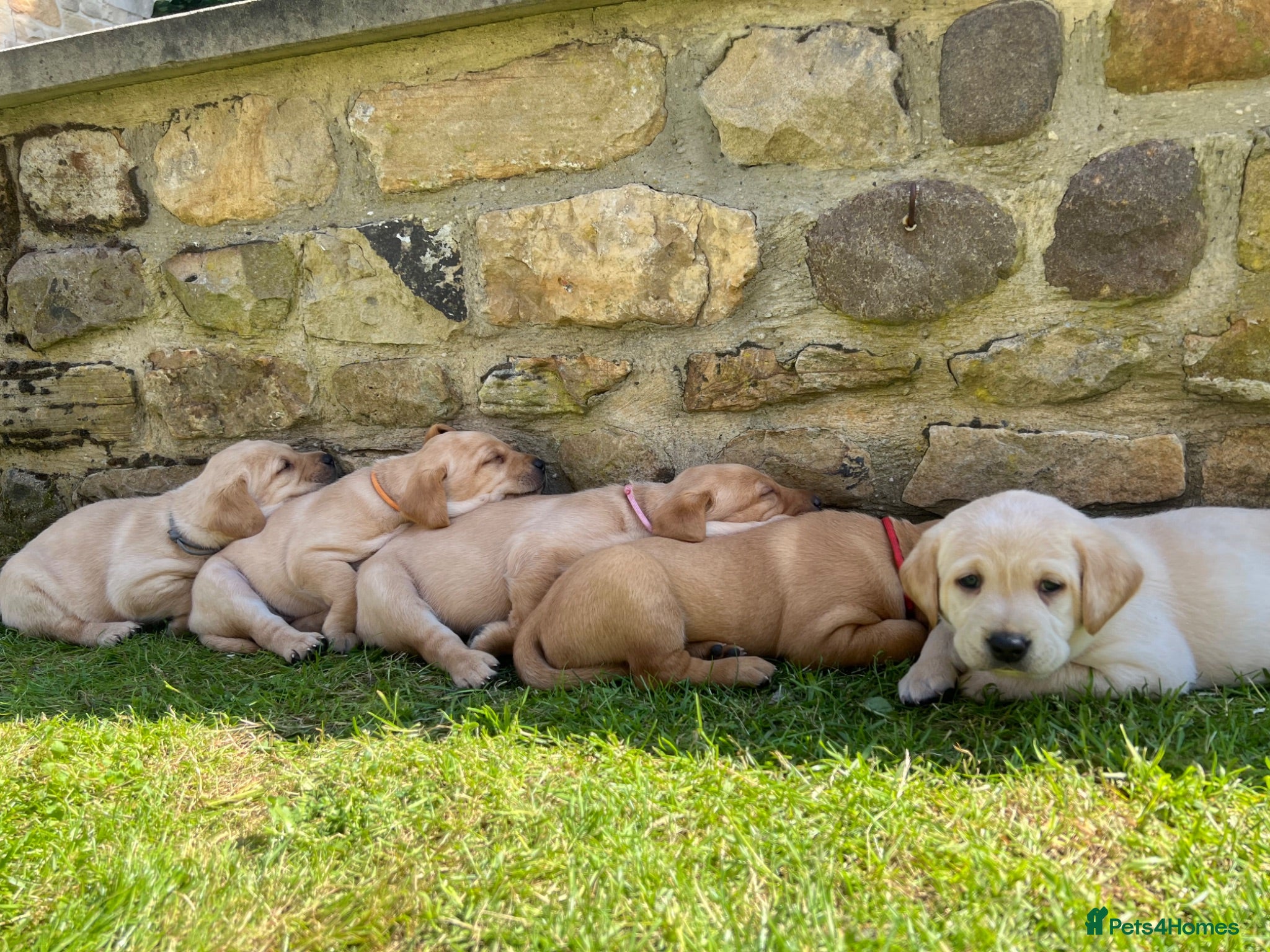 Labrador Retriever dogs for sale: Beautiful Fox Red Labrador Retriever Puppies  - Advert 1