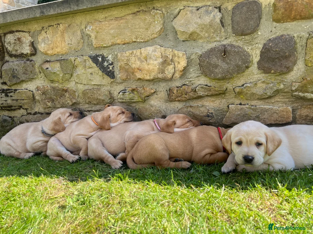 Labrador Retriever dogs for sale: Beautiful Fox Red Labrador Retriever Puppies  in Bishop Auckland - Advert 1