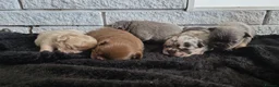 French Bulldog dogs for sale: 4 Stunning Full Fluffy Frenchie Pups - Advert 9