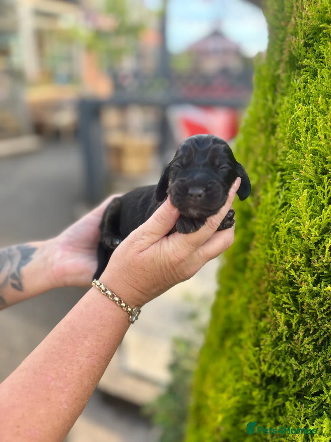 Cocker Spaniel dogs for sale: Working cocker spaniel  - Advert 2