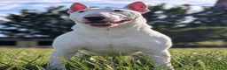Bull Terrier dogs for sale: Outstanding Quality Bull Terrier Puppies - Advert 16