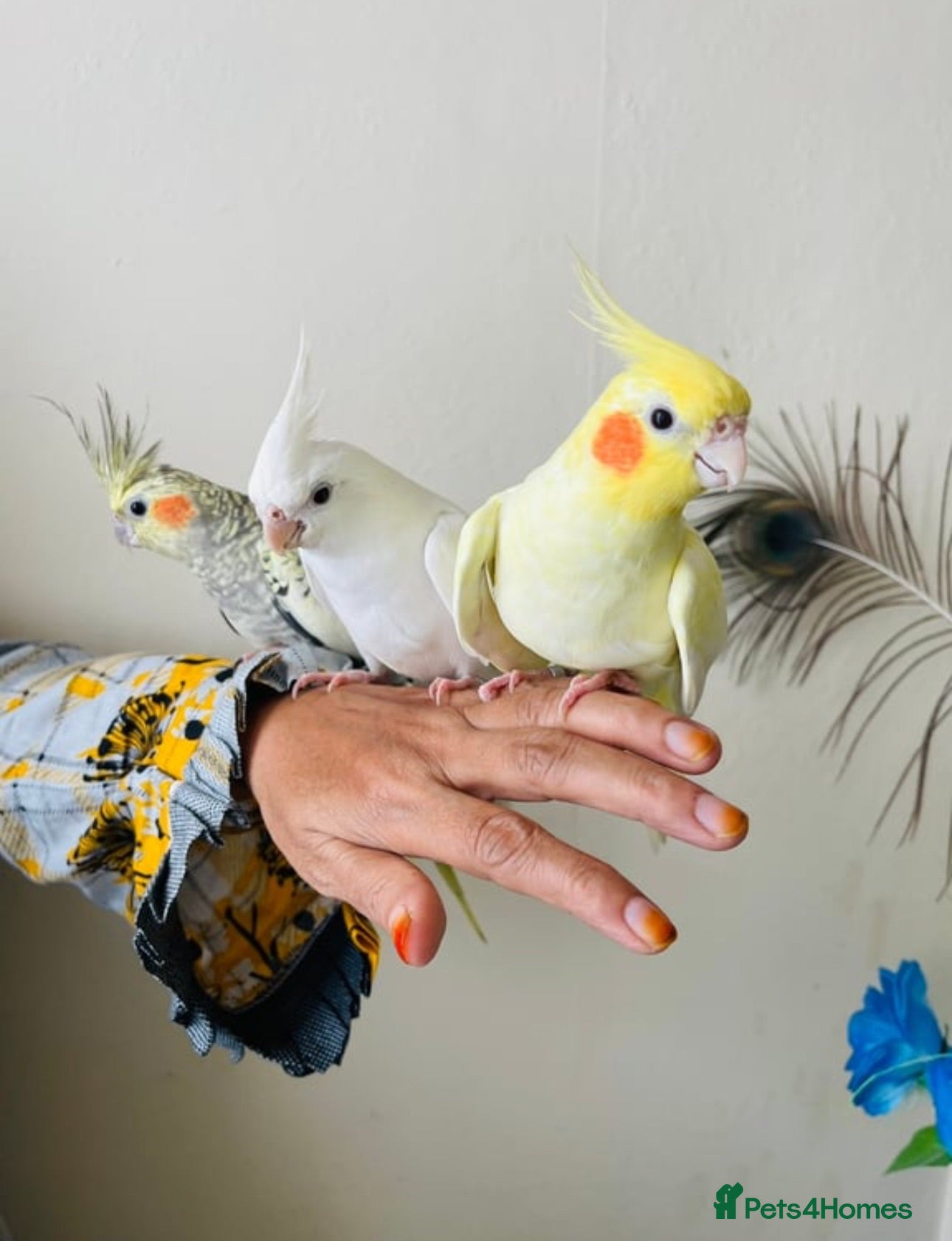 Ringnecks birds Hand Tamed/Untamed Gorgeous Ringneck available  - Advert 1
