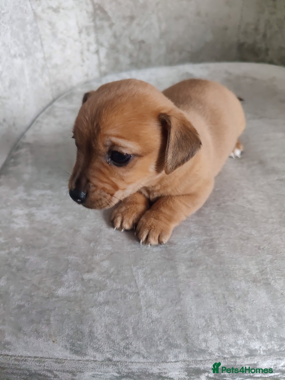 Mixed Breed dogs for sale: Four Little Ones:Sweet Female Puppies Seeking Home - Image 7