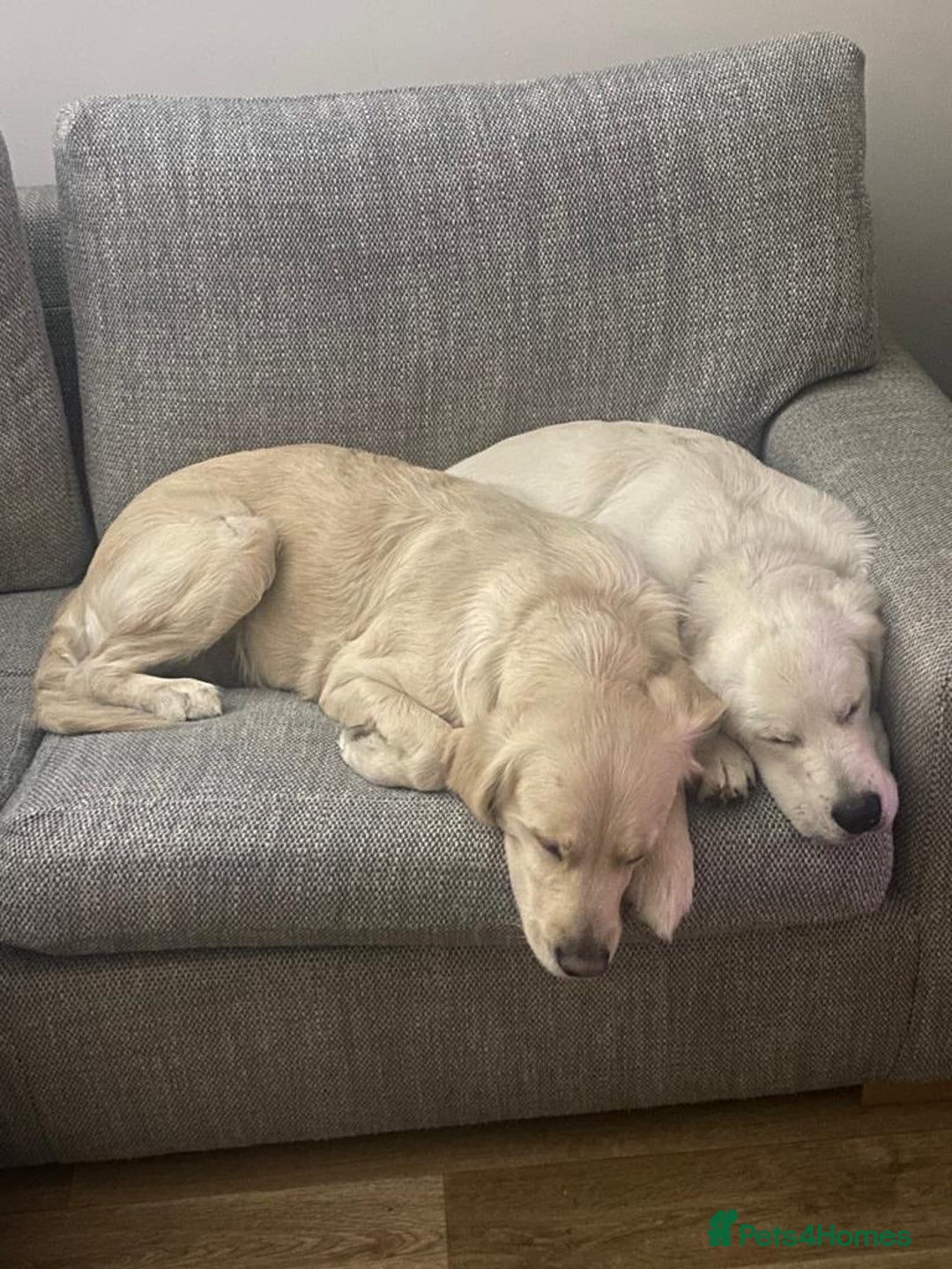 Golden Retriever dogs for sale: 9 week Golden retriever puppy - Image 10