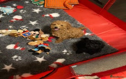 Toy Poodle dogs for sale: Two Adorable Toy Poodle  - Image 6