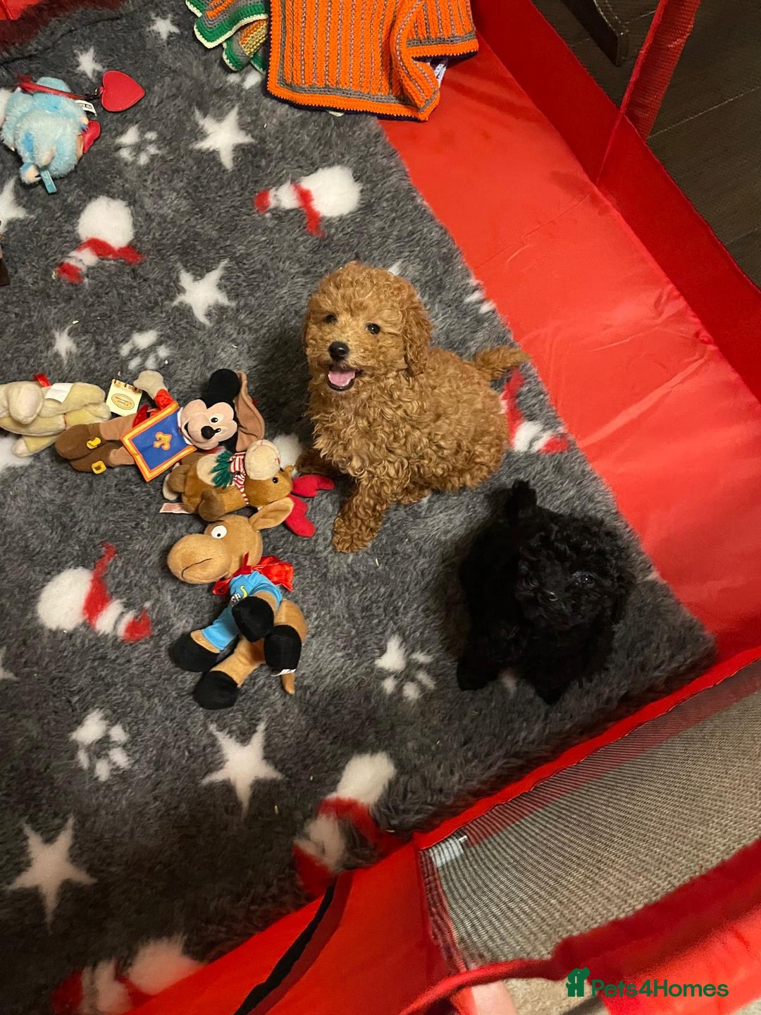 Toy Poodle dogs for sale: Two Adorable Toy Poodle  - Image 6