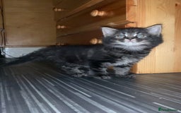 Maine Coon cats for sale: Stunning maincoon  - Image 3