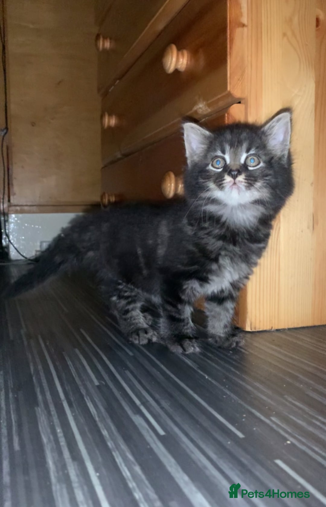 Maine Coon cats for sale: Stunning maincoon  - Image 3