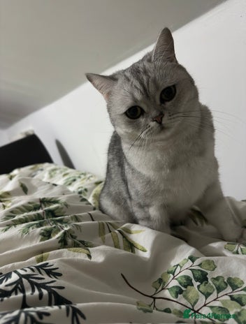 British Shorthair cats - Advert 1