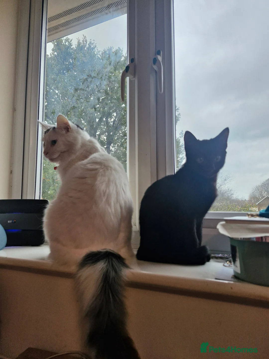 Mixed Breed cats for sale: Whiskey - Advert 3