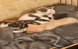 Maine Coon cats for sale: Ready now - Image 1