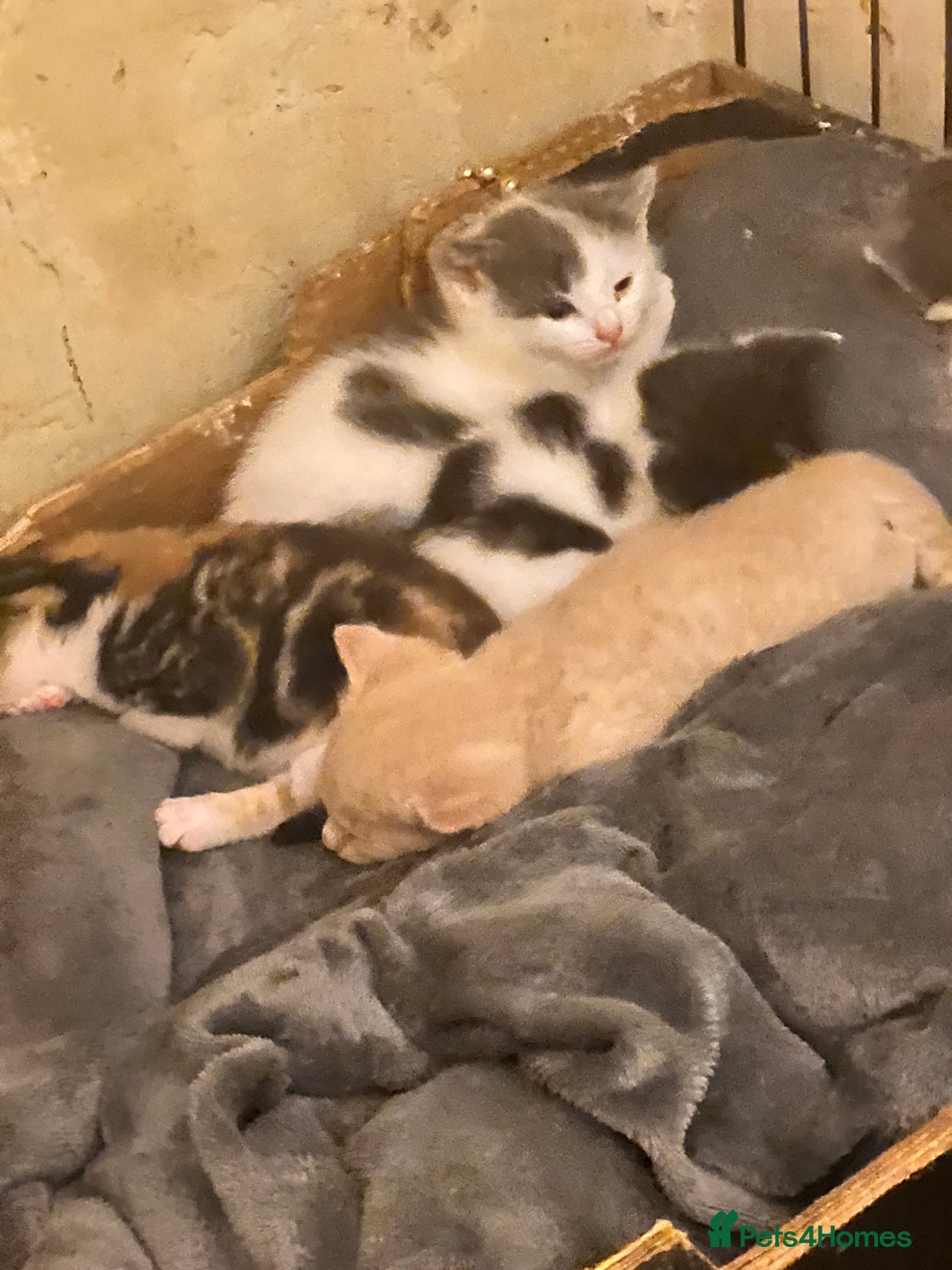 Maine Coon cats for sale: Ready now - Image 1