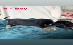 Mixed Breed dogs for sale: Old Tyme English Bulldog x Sproodle Puppies - Image 9