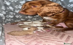 Cocker Spaniel dogs for sale: 7 beautiful cocker spaniel puppies 🩷💙 - Advert 17