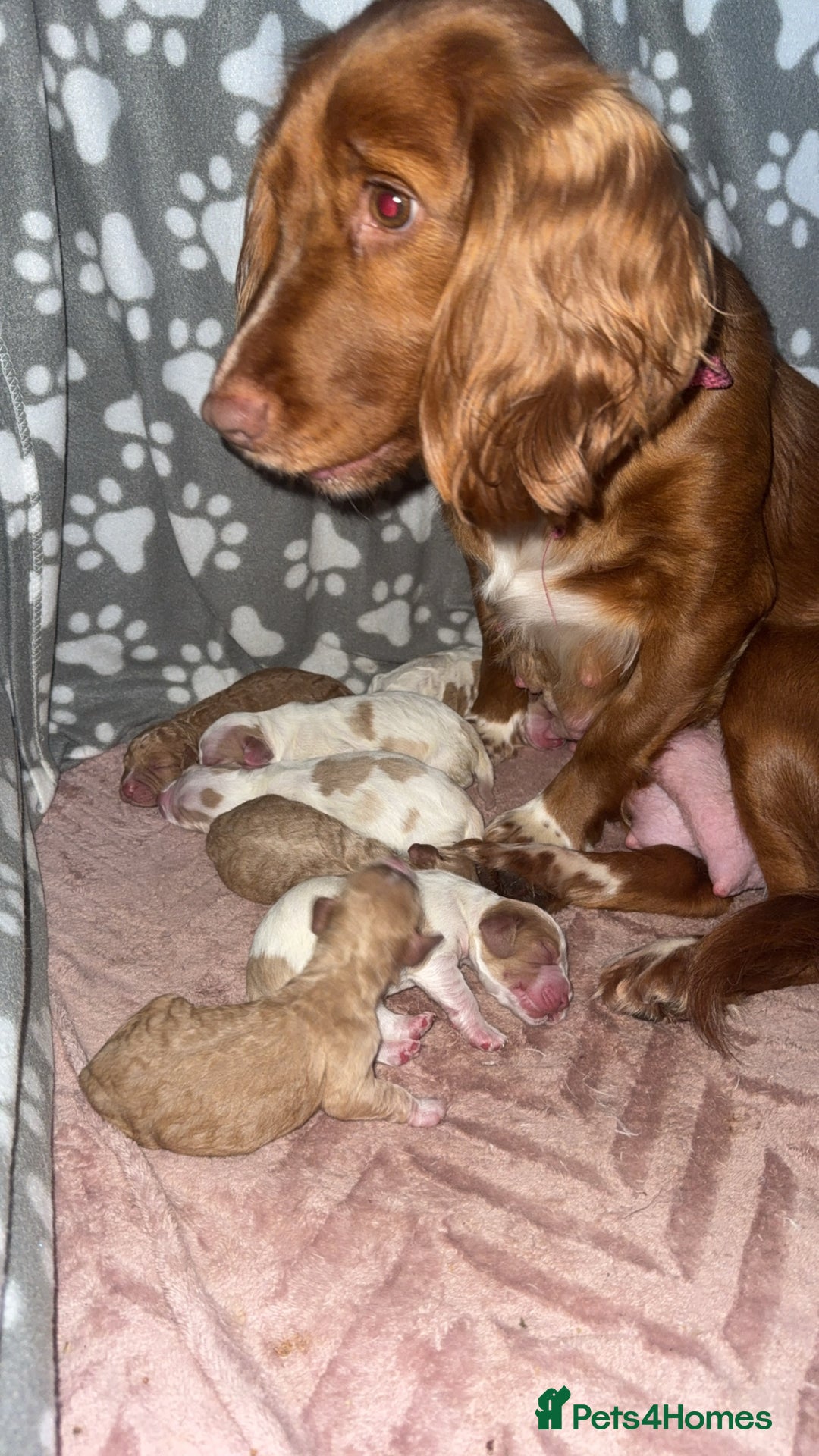 Cocker Spaniel dogs for sale: 7 beautiful cocker spaniel puppies 🩷💙 - Advert 17