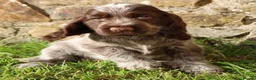 Cocker Spaniel dogs for sale: Extensively Health tested Parents & UNIQUE colours - Advert 13