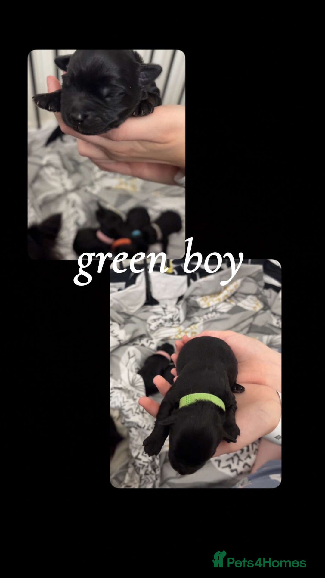 Mixed Breed dogs for sale: Jackawawa x miniature poodle  - Image 4