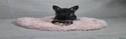 German Shepherd dogs for sale: Beautiful German shepherd puppies - Advert 9